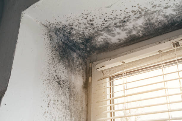 Trusted Black Mold Removal service in Budd Lake, NJ - Cheap Mold Removal
